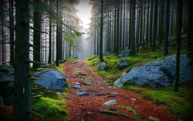 Wooded trail rocks trees fog free wallpaper - medium preview image
