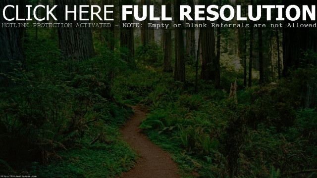 Forest trail mattepainting multiple girls free wallpaper - medium preview image
