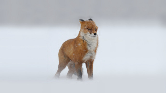 Red fox snow sad looking free wallpaper - medium preview image
