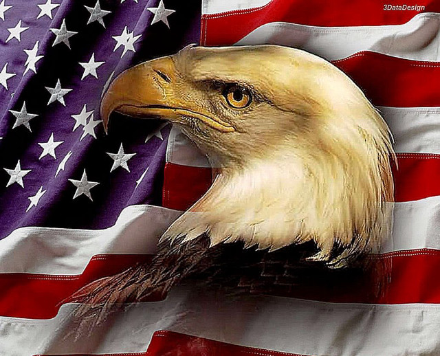 Bald eagle flag background image free wallpaper - medium preview image