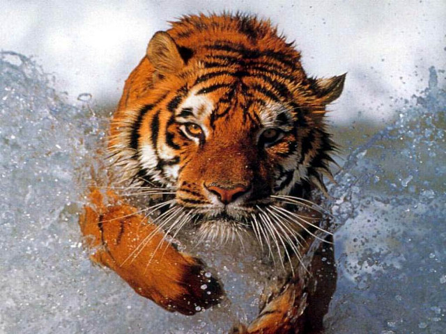 Tiger running water splash face free wallpaper - medium preview image
