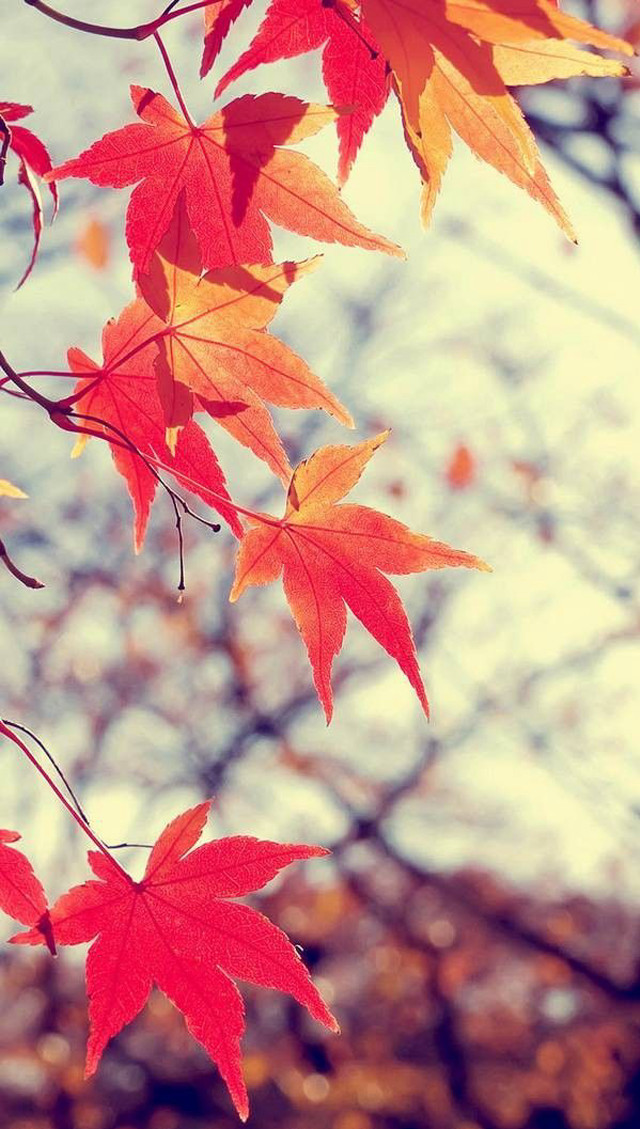 Fall tree red leaves autumn free wallpaper - medium preview image