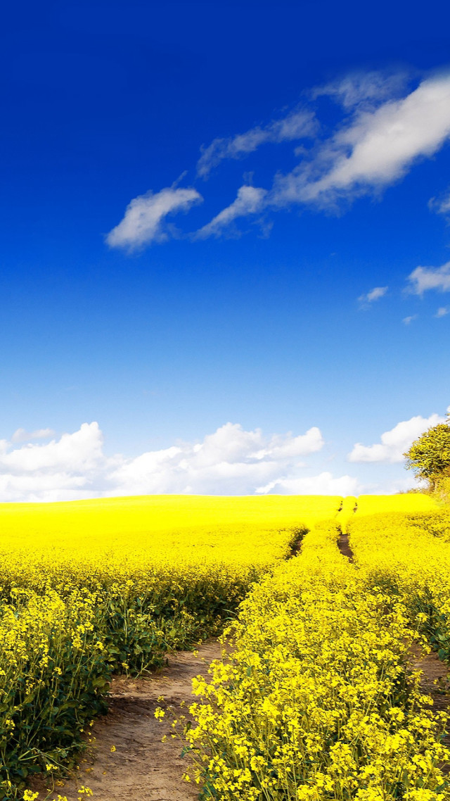 Path yellow flowers blue sky free wallpaper - medium preview image