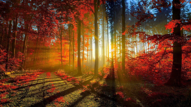 Forest sunlight trail trees nature free wallpaper - medium preview image