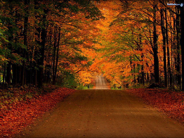 Road surrounded by trees orange free wallpaper - medium preview image