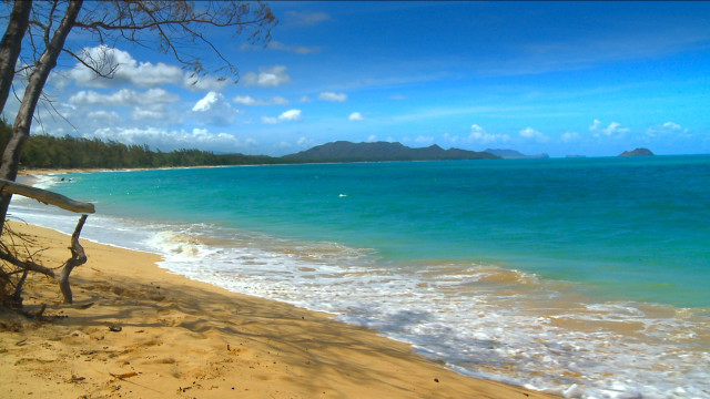 Bench beach ocean tree mountain free wallpaper - medium preview image