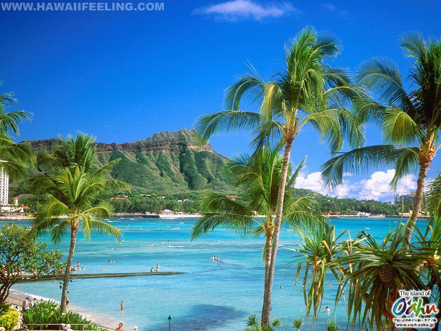Beach palm trees people water free wallpaper - medium preview image