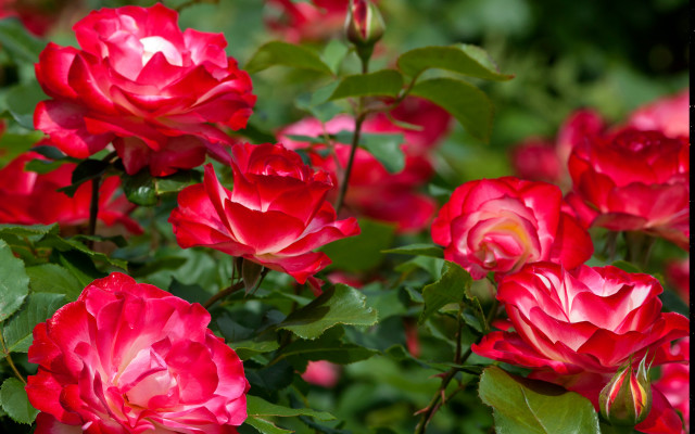 Blooming red roses garden beautiful free wallpaper - medium preview image