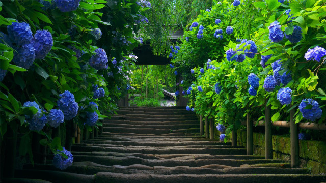 Steps blue flowers walkway leading #9 free wallpaper - medium preview image