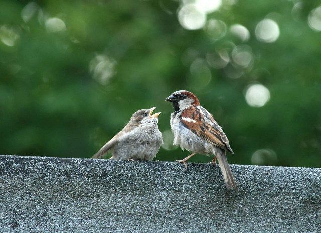 Two birds sitting on ledge free wallpaper - medium preview image