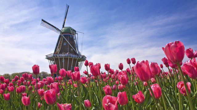 Windmill pink tulips blue sky free wallpaper - medium preview image