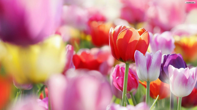 Colorful flowers blurry background field free wallpaper - medium preview image