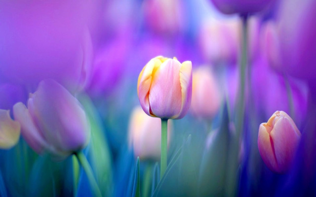 Pink yellow flowers field purple free wallpaper - medium preview image