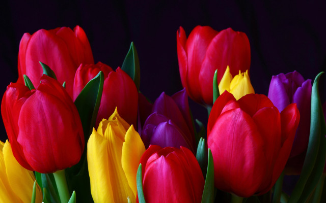 Red bunch colorful vibrant collection free wallpaper - medium preview image