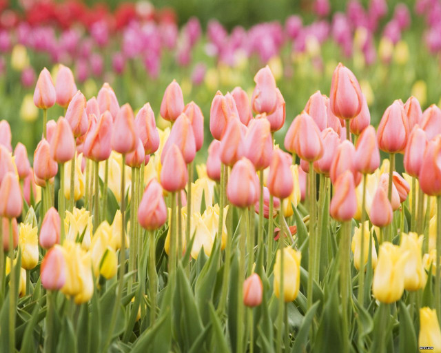 Pink yellow tulips green grass free wallpaper - medium preview image