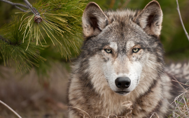 Wolf standing grass tree branch free wallpaper - medium preview image