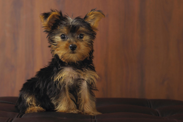 Small dog couch wooden wall free wallpaper - medium preview image