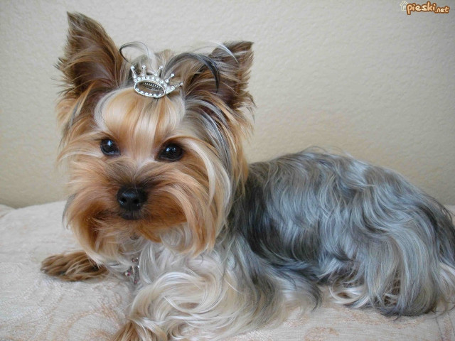 Small dog tiara couch wall free wallpaper - medium preview image