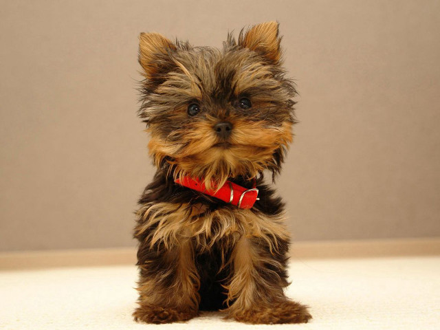 Small dogs red collars photorealism free wallpaper - medium preview image