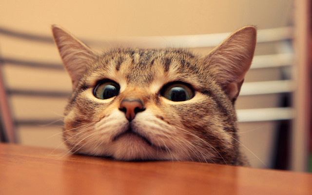 Cat sad looking up table free wallpaper - medium preview image