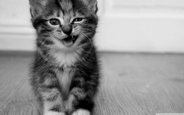 Kitten surprised blackandwhite cat dog free wallpaper - medium preview image