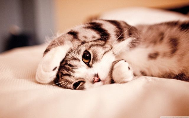 Cat laying on bed cute free wallpaper - medium preview image