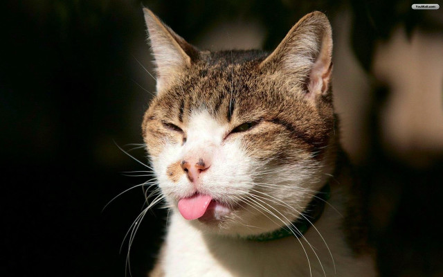 Cat tongue closed eyes blurry free wallpaper - medium preview image