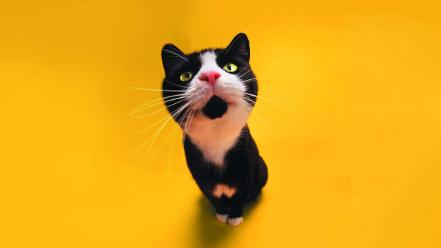 Black white cat yellow background free wallpaper - medium preview image