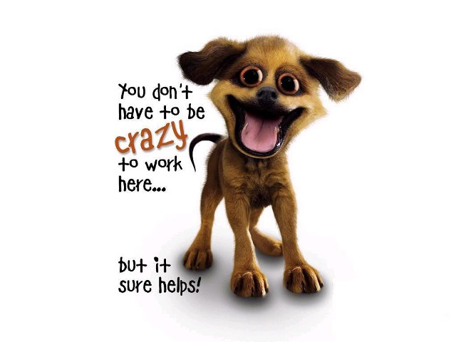 Funny dog expression message below free wallpaper - medium preview image