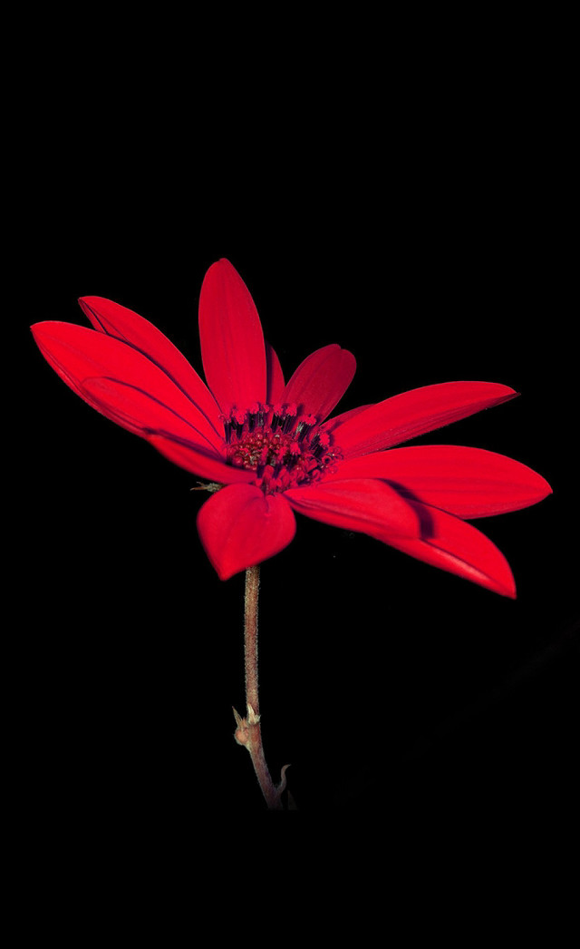 Red flower black background dark free wallpaper - medium preview image