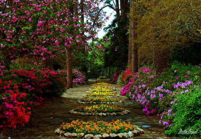 Pathway flowers trees background colorful free wallpaper - medium preview image
