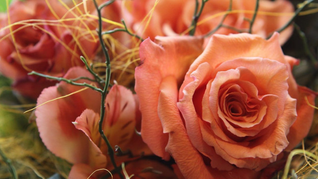 Orange rose macro blurry background free wallpaper - medium preview image