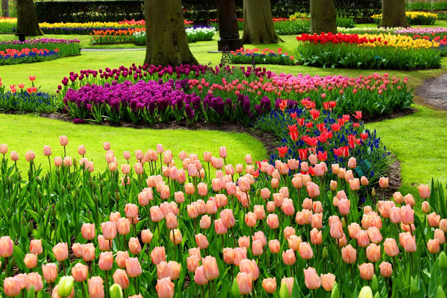 Garden colored flowers trees path free wallpaper - medium preview image