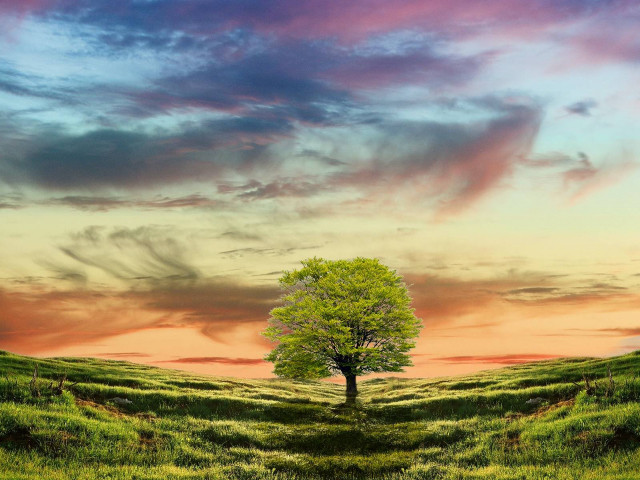 Lone tree field sunset pink #2 free wallpaper - medium preview image
