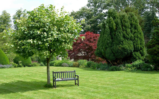 Bench park tree lawn garden free wallpaper - medium preview image