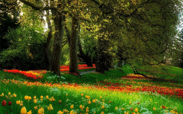 Field of flowers and trees free wallpaper - medium preview image
