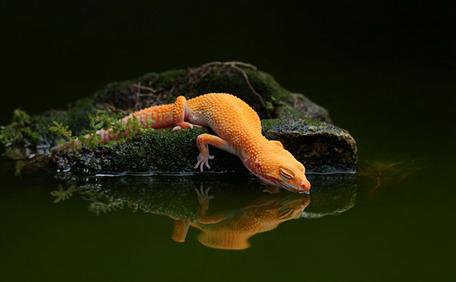Gecko rock water reflection nature free wallpaper - medium preview image