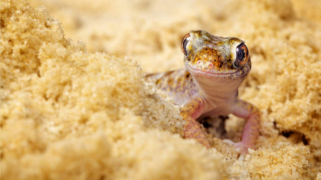 Small lizard sitting sand looking free wallpaper - medium preview image