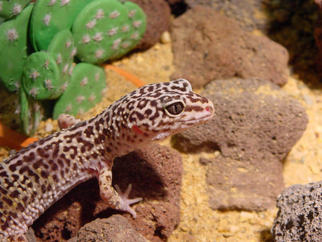 Leopard gecko rock terrarium cactuses free wallpaper - medium preview image