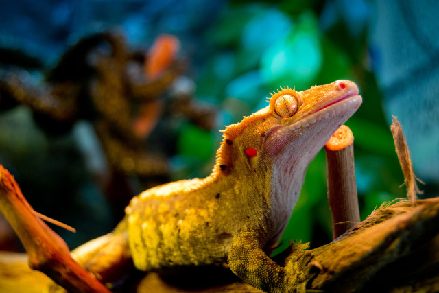Gecko branch mouth open tongue free wallpaper - medium preview image