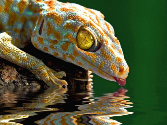 Gecko rock drinking water pond free wallpaper - medium preview image
