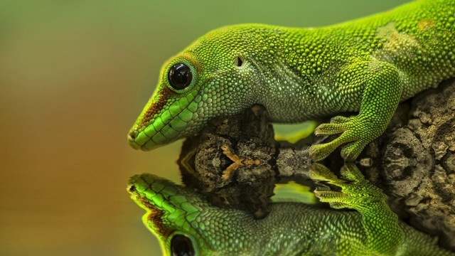 Green lizard sitting rock looking free wallpaper - medium preview image