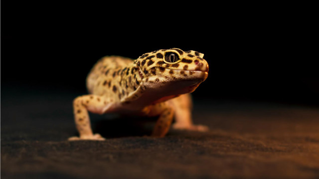 Leopard gecko dark table eyes free wallpaper - medium preview image