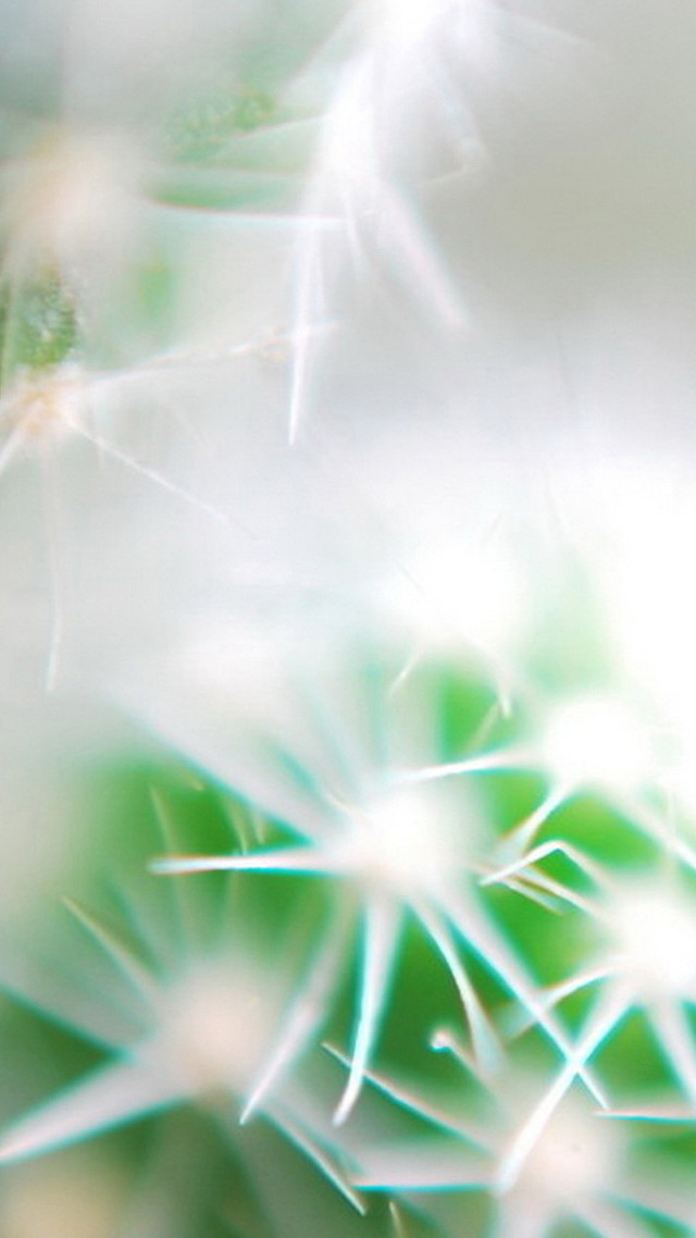 Dandelion closeup blurry background leaves free wallpaper - medium preview image