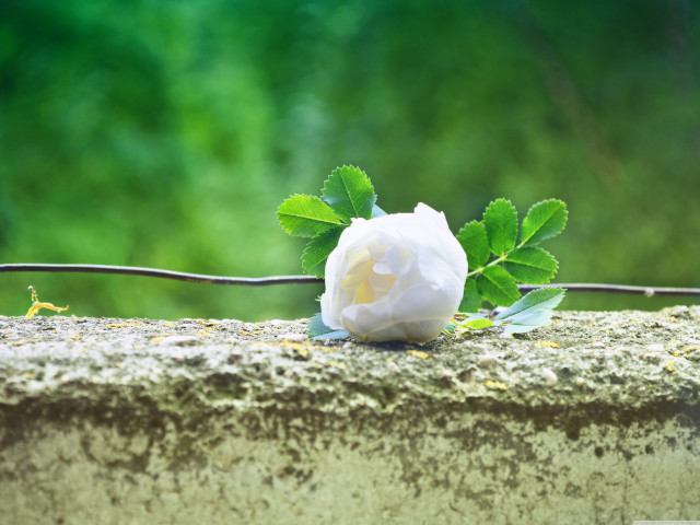 White rose stone wall green free wallpaper - medium preview image