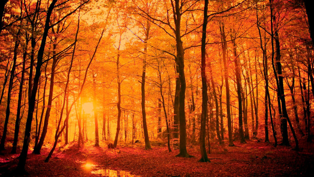 Woodland path orange light wet free wallpaper - medium preview image