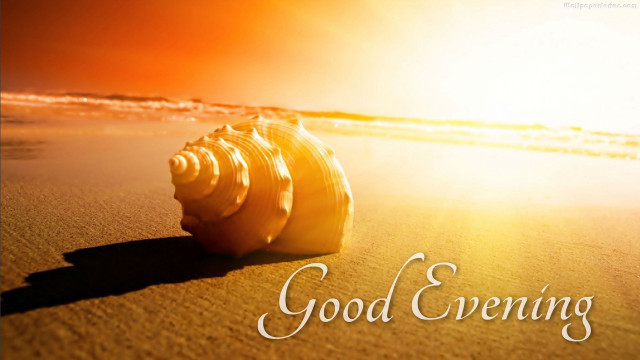 Seashell good evening sunset beach free wallpaper - medium preview image