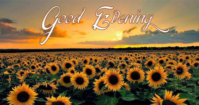 Sunflower field good evening sunset free wallpaper - medium preview image