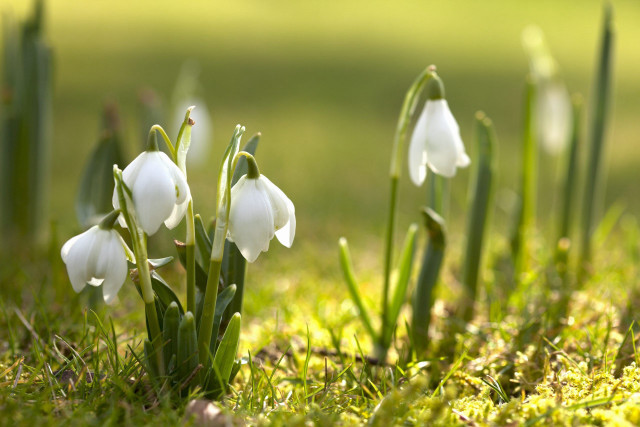 White flowers grass sunny macro free wallpaper - medium preview image