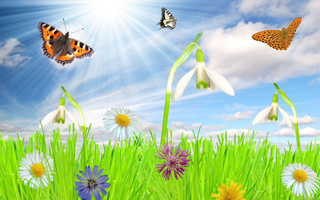 Field grass flowers butterflies blue free wallpaper - medium preview image